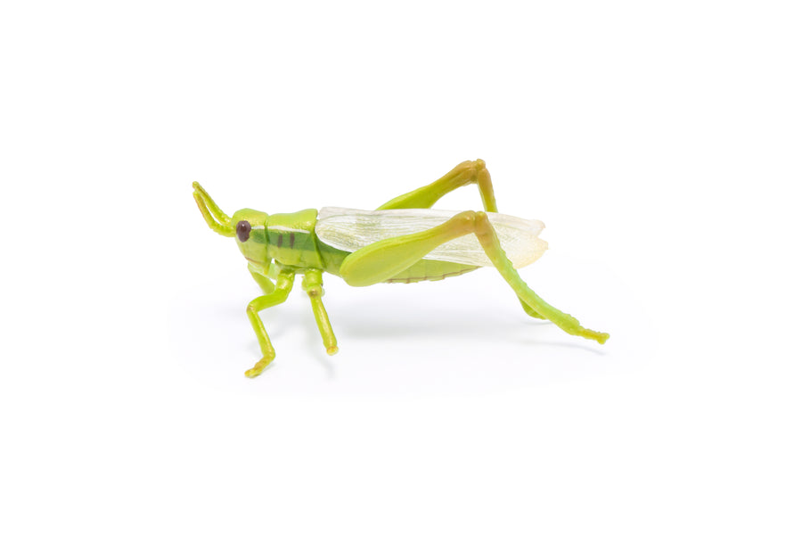 Figurine Sauterelle Papo en PVC, thème insectes, Collection Animaux des jardins, jouet éducatif idéal pour enfants et collectionneurs