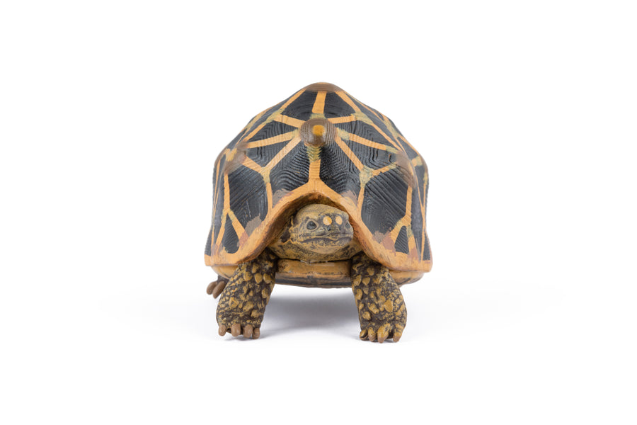 Star tortoise Figurine